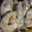 Chocolats Morand. Macarons. Beignets carnaval