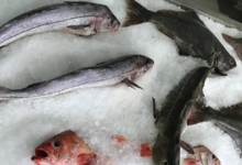 Pêcheries Paturel « La Boucanière ». Morue fraiche