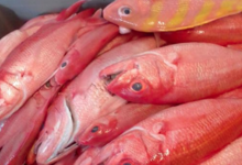 fresh Fish. paru