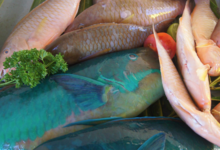 Kaina Fresh Fish - Cobia 2. Pêche locale