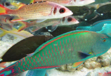Kaina Fresh Fish - Cobia 2. Totoke