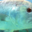 Kaina Fresh Fish - Cobia 2. Carangue à grosse tête