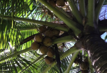 Coco frais Tahiti