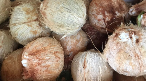 Coco frais Tahiti. Coco