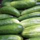 Le potager BIO de JB. Concombre