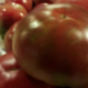 Le potager BIO de JB. Tomates