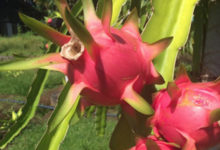Tahiti Fenua Fruits. Pitaya