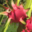 Tahiti Fenua Fruits. Pitaya