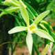 Vanille de Tahiti - Oro'a
