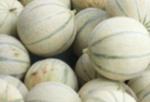 Jardins De Montplaisir. Melons