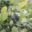 Jardins De Montplaisir. Myrtilles