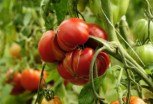 Jardins De Montplaisir. Tomates
