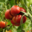 Jardins De Montplaisir. Tomates