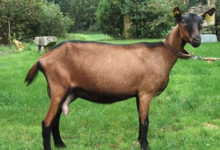 Chèvrerie Des Fossés