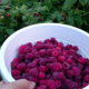 Clos masure du p'tit caux. framboises