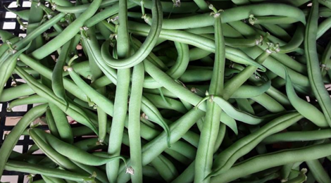 Clos masure du p'tit caux. haricots verts