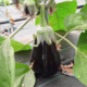 Clos masure du p'tit caux. aubergine