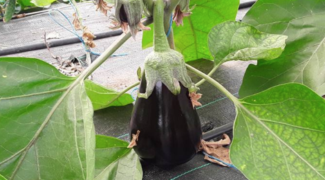 Clos masure du p'tit caux. aubergine