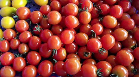Clos masure du p'tit caux. tomates cerises
