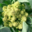 Le jardin des Saint'K Saëns. chou romanesco