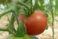 Le jardin des Saint'K Saëns. tomate précoce de Quimper
