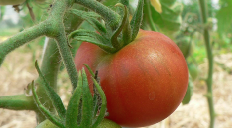 Le jardin des Saint'K Saëns. tomate précoce de Quimper