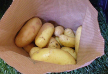 Le jardin de Germain. pomme de terre charlotte