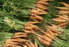 Le jardin de Germain. carottes