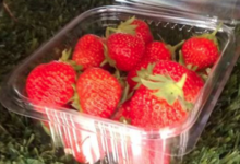 Le jardin de Germain. fraise