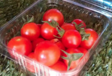 Le jardin de Germain. tomate cerise