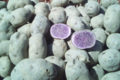 Le jardin de Germain. pommes de terre violettes