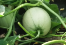 Le champ du Bionheur. Melon