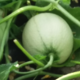 Le champ du Bionheur. Melon