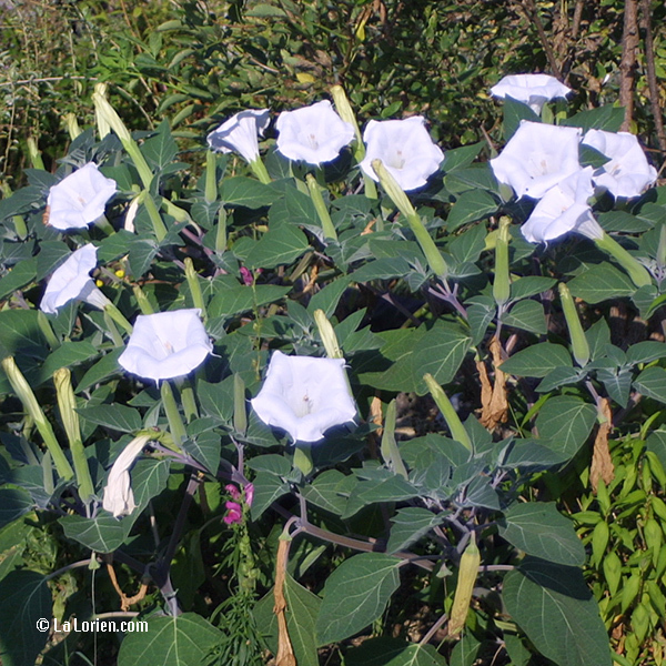 Stramoine à Grandes Fleurs Les Plantes De La Lorien Les