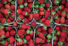La ferme végétale de Boiséon. Fraises