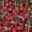 La ferme végétale de Boiséon. Fraises