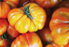 La ferme végétale de Boiséon. Tomates