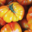 La ferme végétale de Boiséon. Tomates