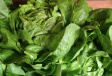 La ferme végétale de Boiséon. Salade