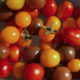 Bocaux et légumes de Ploezal. Tomates cerises