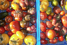 Bocaux et légumes de Ploezal. Tomates