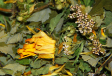 Les herbes vagabondes. Femme