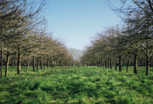 Yves Bosser, cidre Kerne
