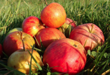 Yves Bosser, cidre Kerne