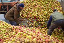Yves Bosser, cidre Kerne