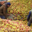 Yves Bosser, cidre Kerne