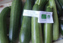 EARL Dransart. Courgettes vertes