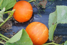 Les jardins de la Molière. Potimarron