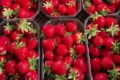 Exploitation Horticole et Maraîchère de Lomme. fraises