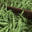 Exploitation Horticole et Maraîchère de Lomme. haricot vert